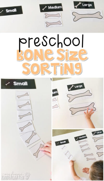 17-bone-size-sorting-for-preschool-400x693.jpg